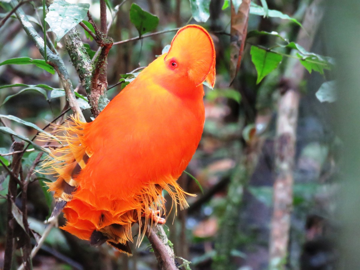 Guianan Cock-of-the-rock - Thibaut RIVIERE