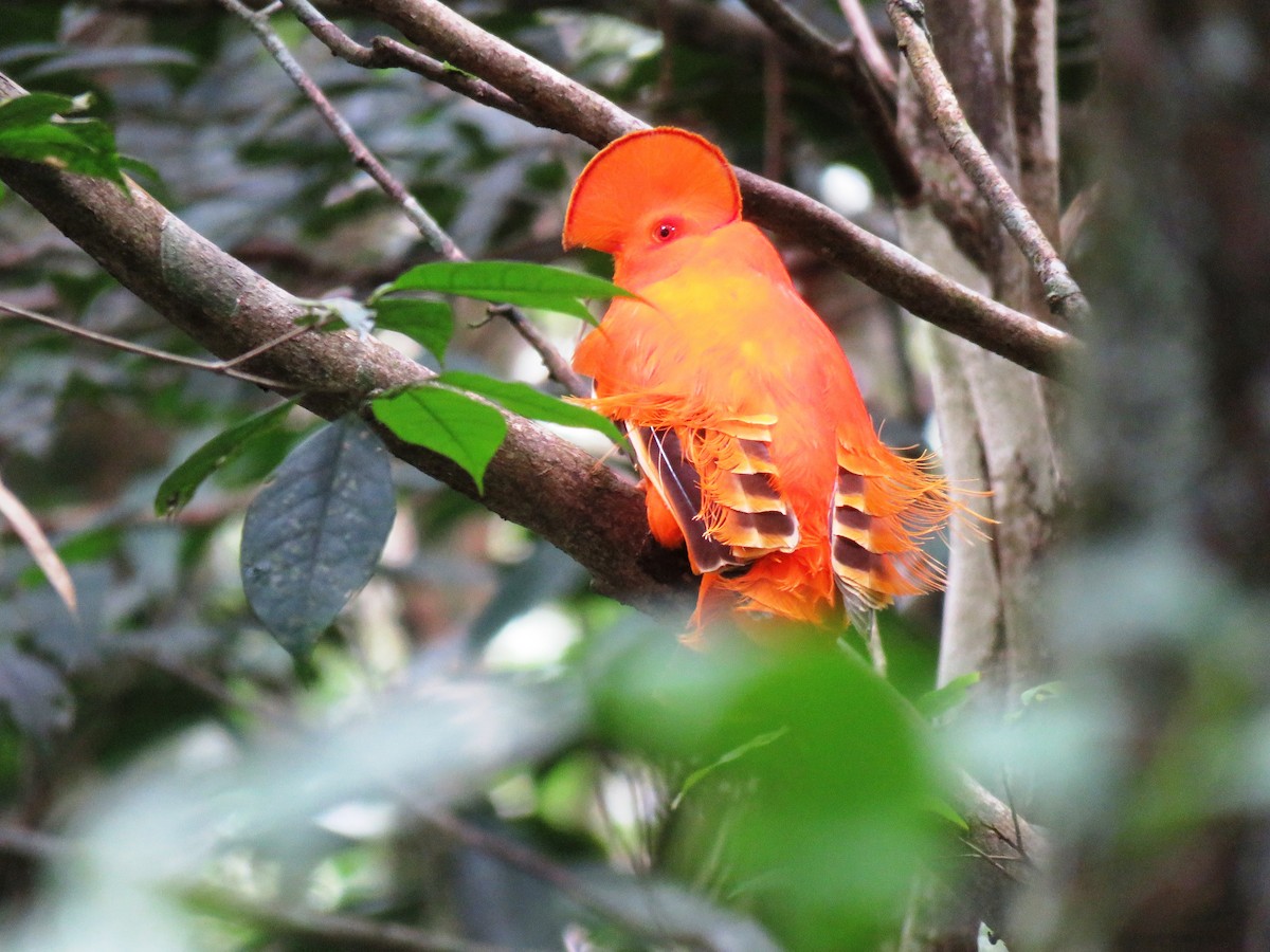 Guianan Cock-of-the-rock - ML148864681