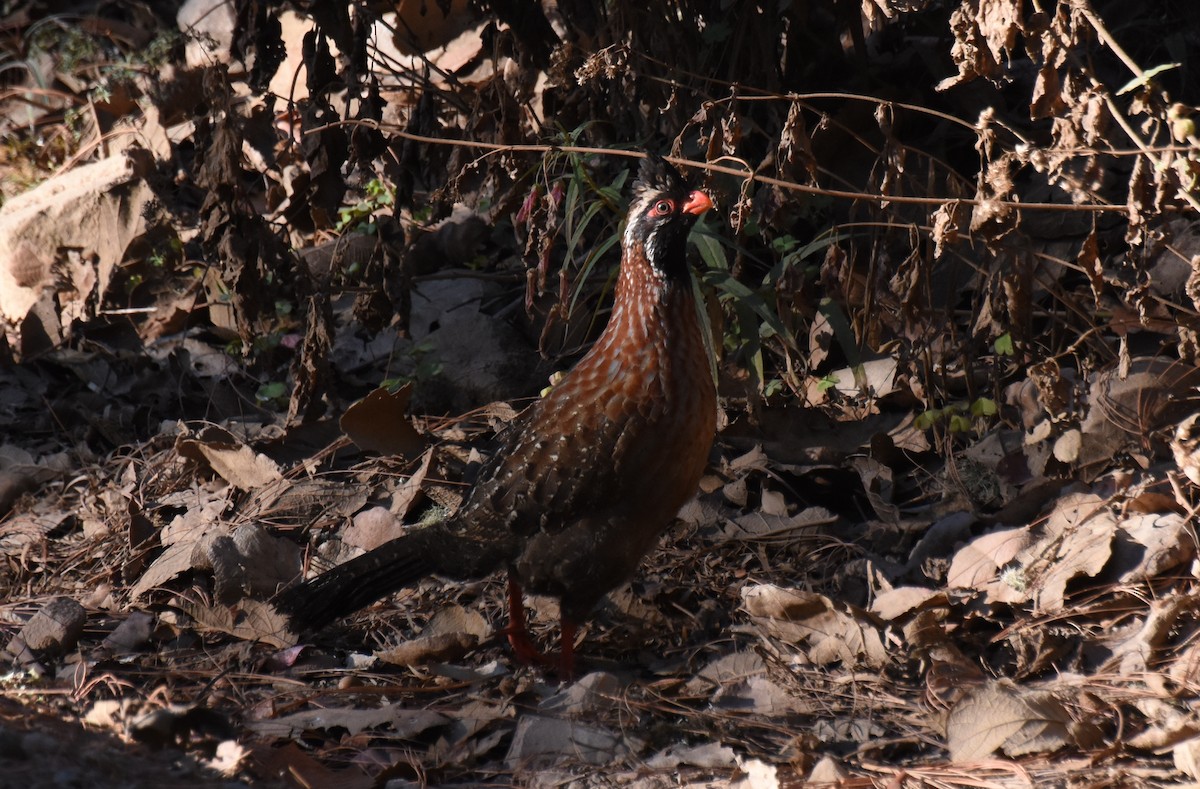 Long-tailed Wood-Partridge - James Thompson