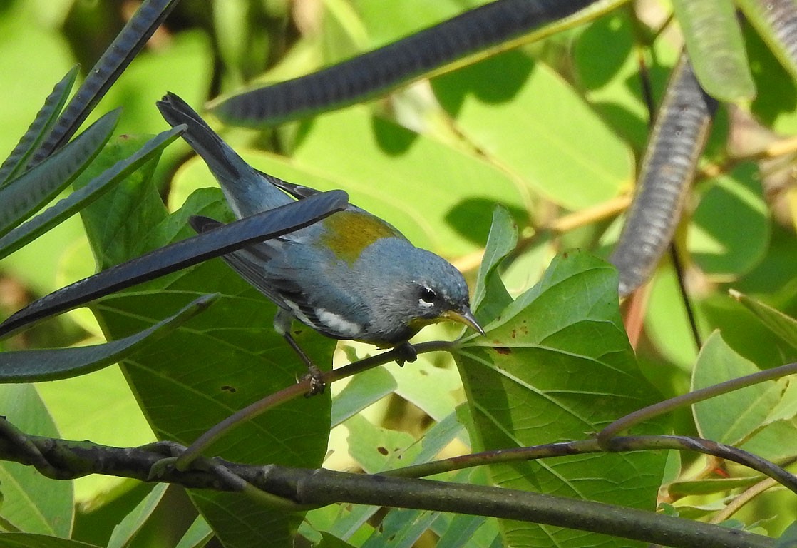 Northern Parula - ML148868211