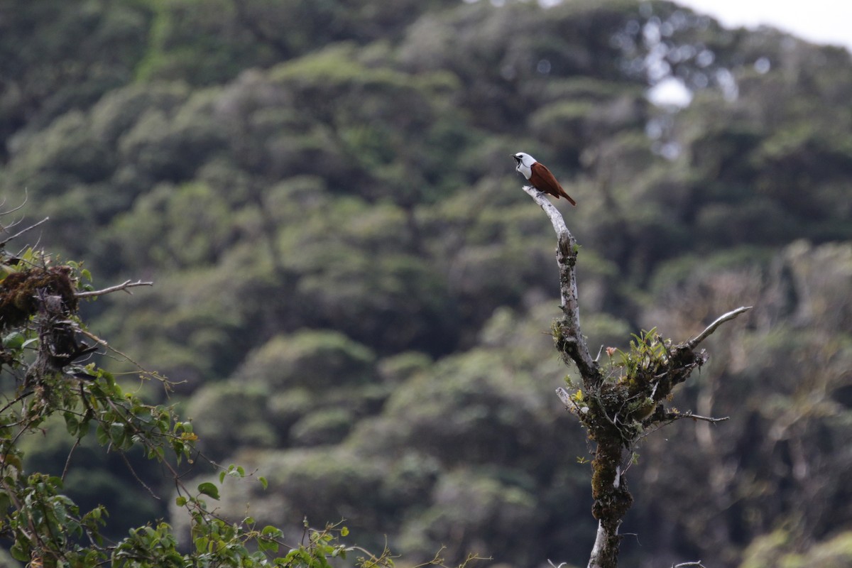 Three-wattled Bellbird - ML148868321