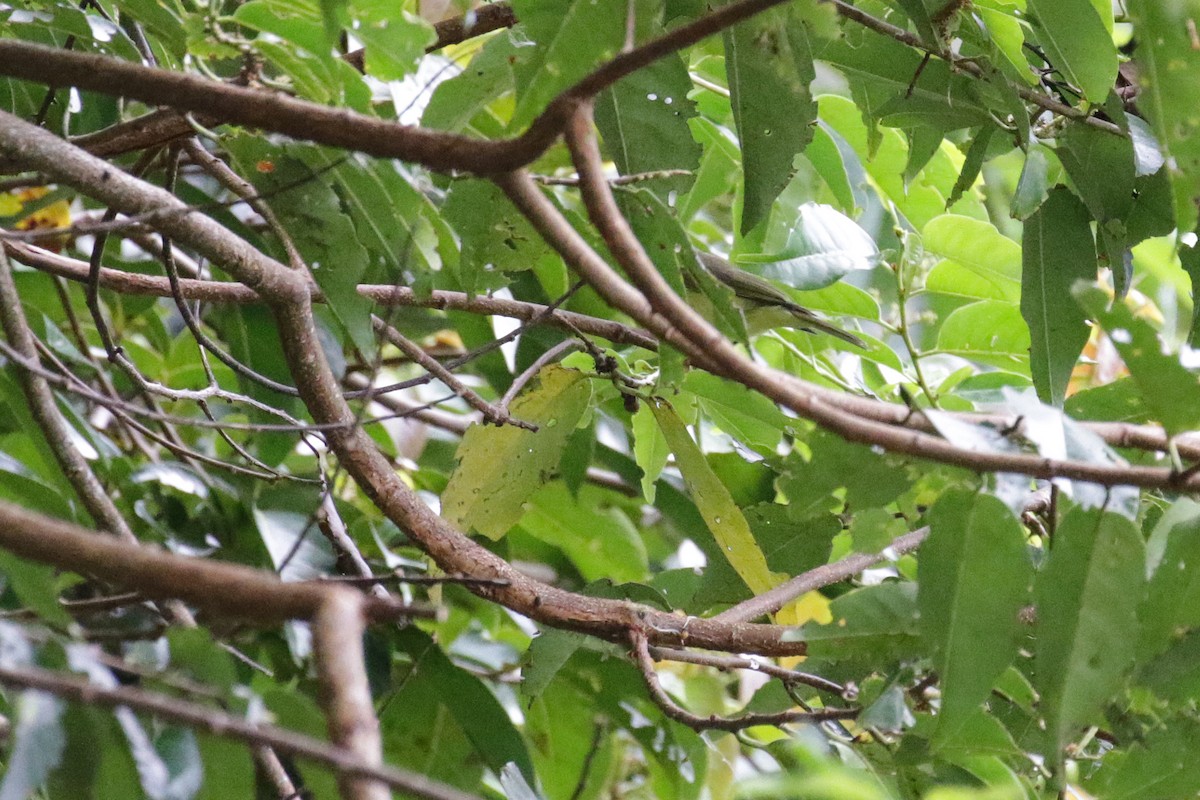 Brown-capped Vireo - Cameron Eckert