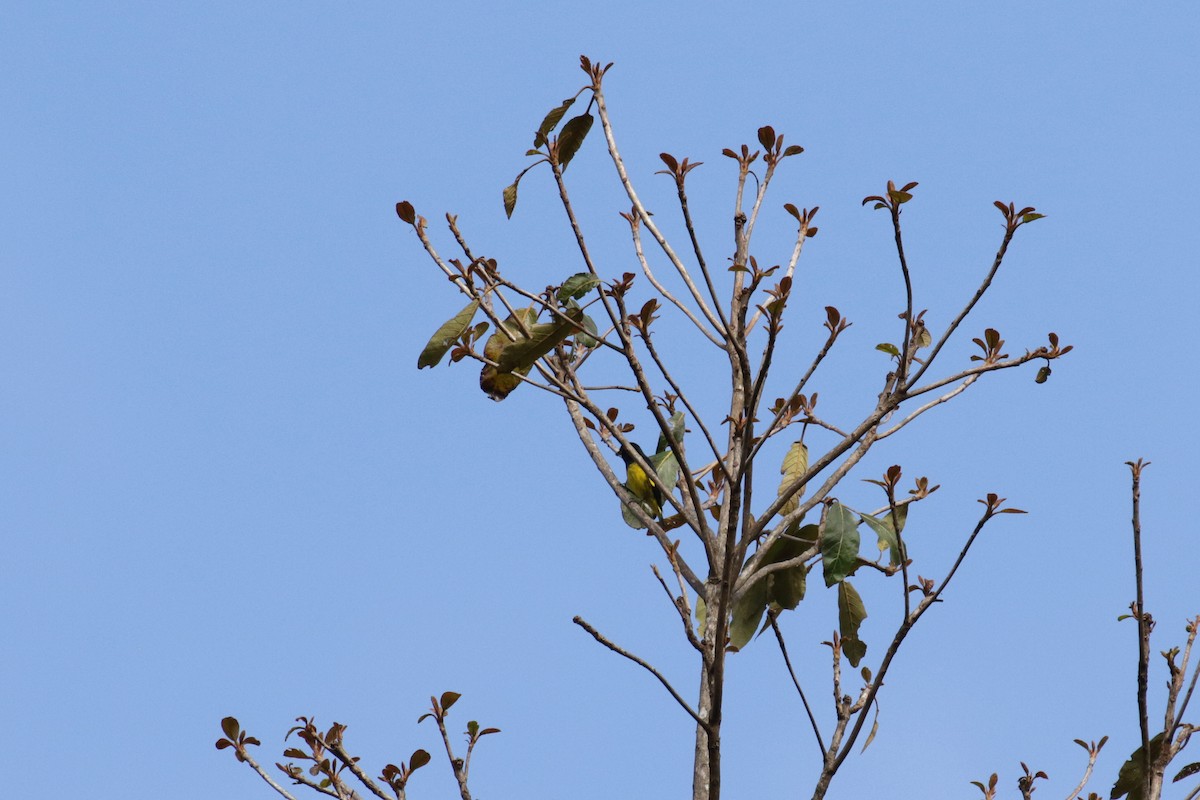 Yellow-bellied Siskin - ML148869071