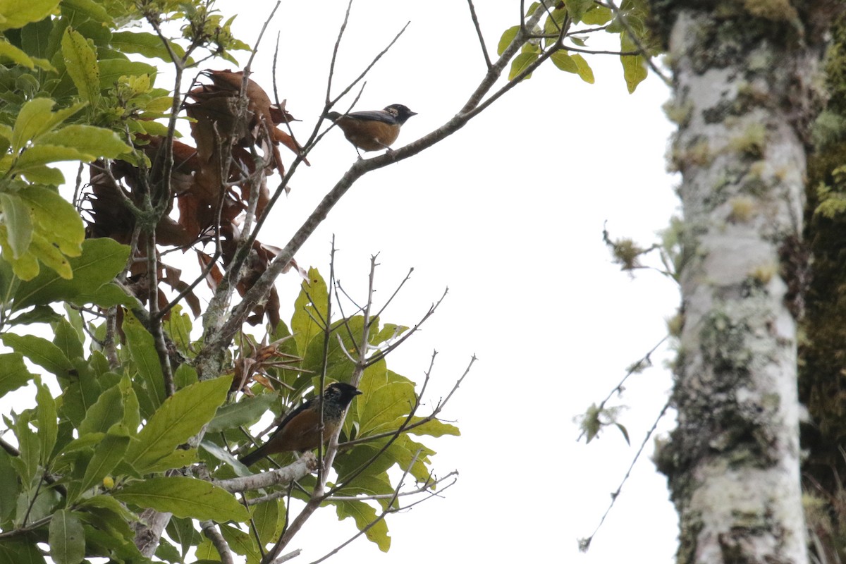 Spangle-cheeked Tanager - Cameron Eckert