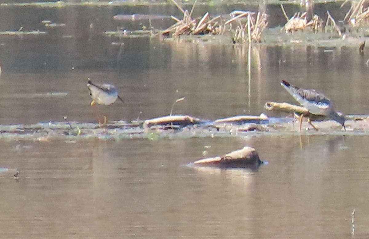 Lesser Yellowlegs - ML148872171