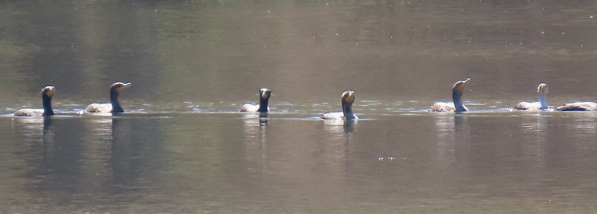 Double-crested Cormorant - ML148872261
