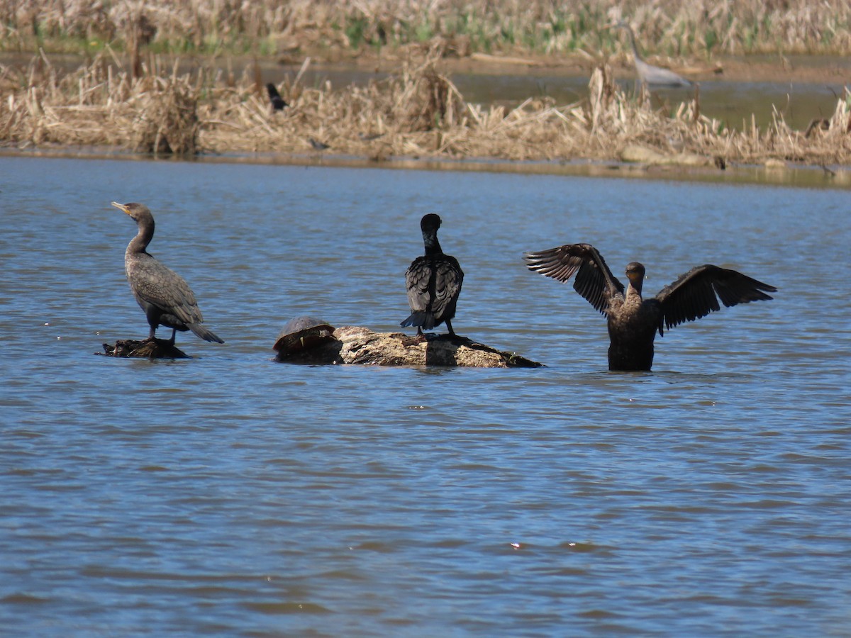 Double-crested Cormorant - ML148872301