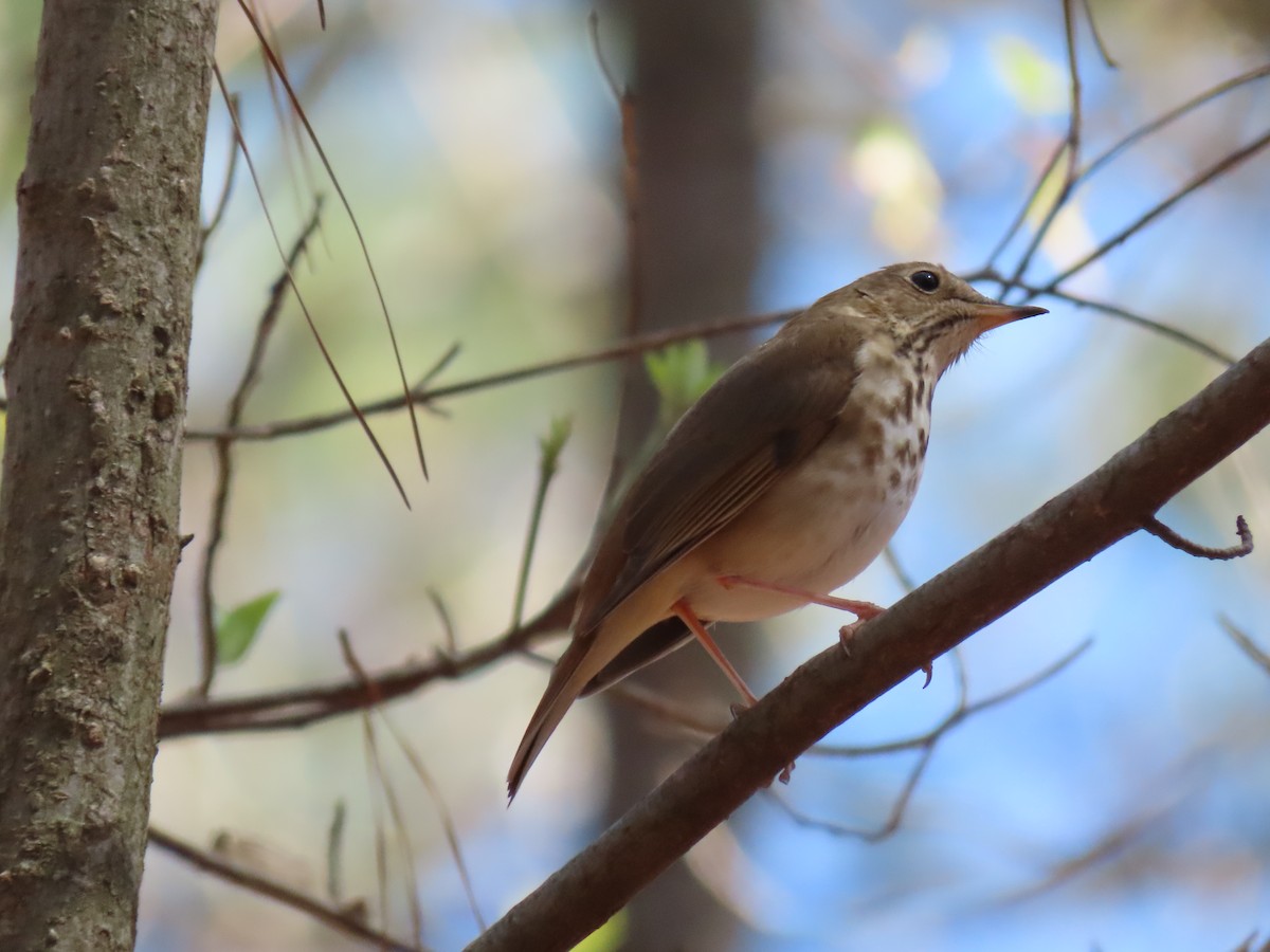 Hermit Thrush - ML148872771