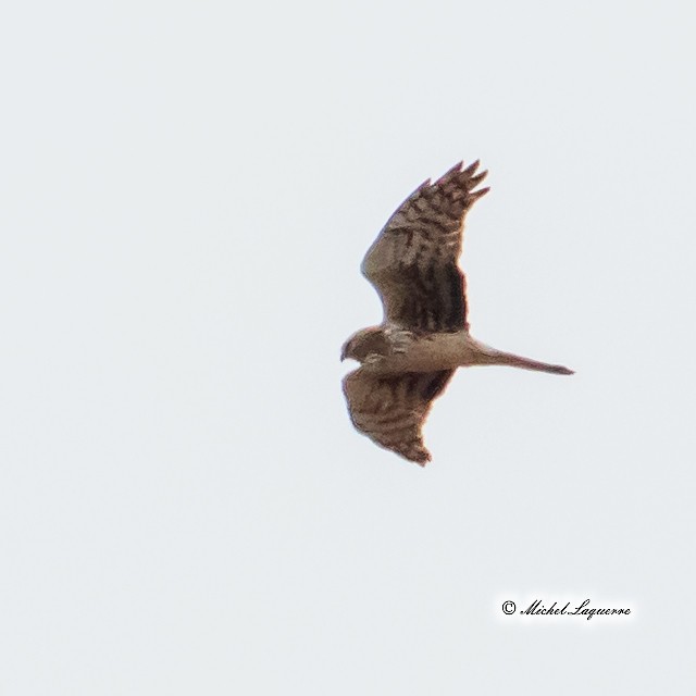 Northern Harrier - ML148872831