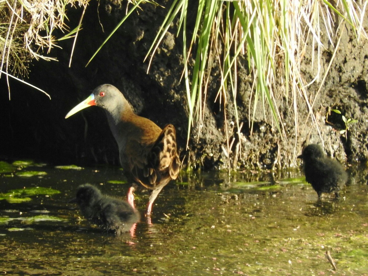 Plumbeous Rail - Enrique Chiurla