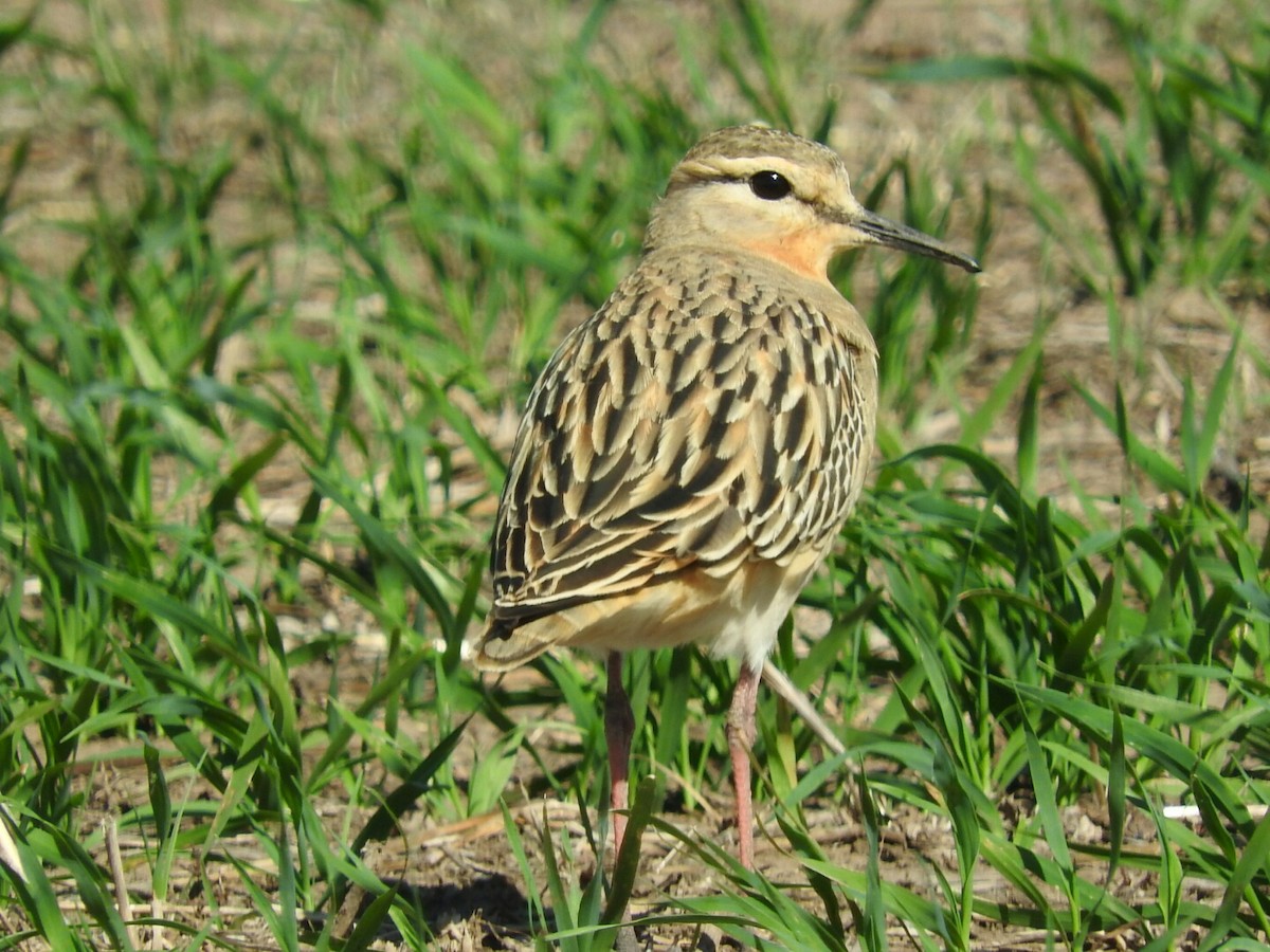 Tawny-throated Dotterel - ML148875981