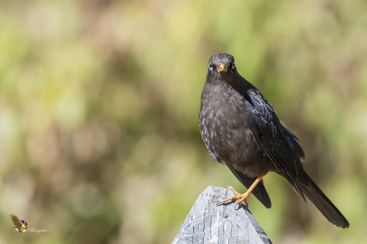 Sooty Thrush - ML148876071