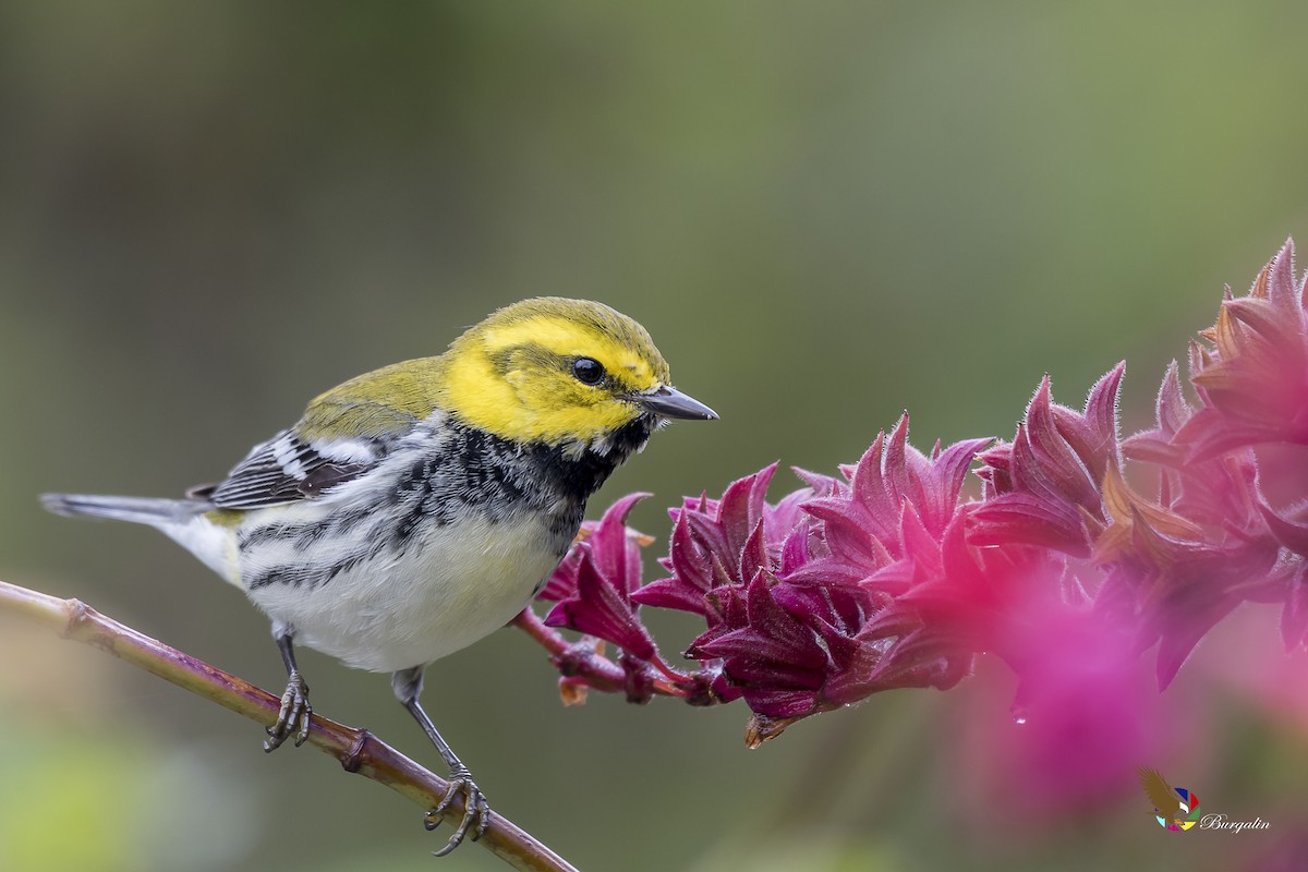 Black-throated Green Warbler - ML148876441