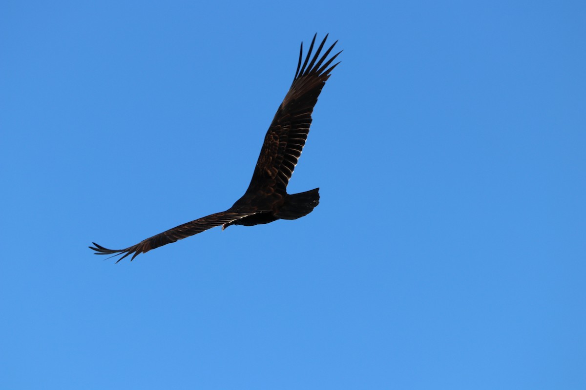 Turkey Vulture - Sara Masuda