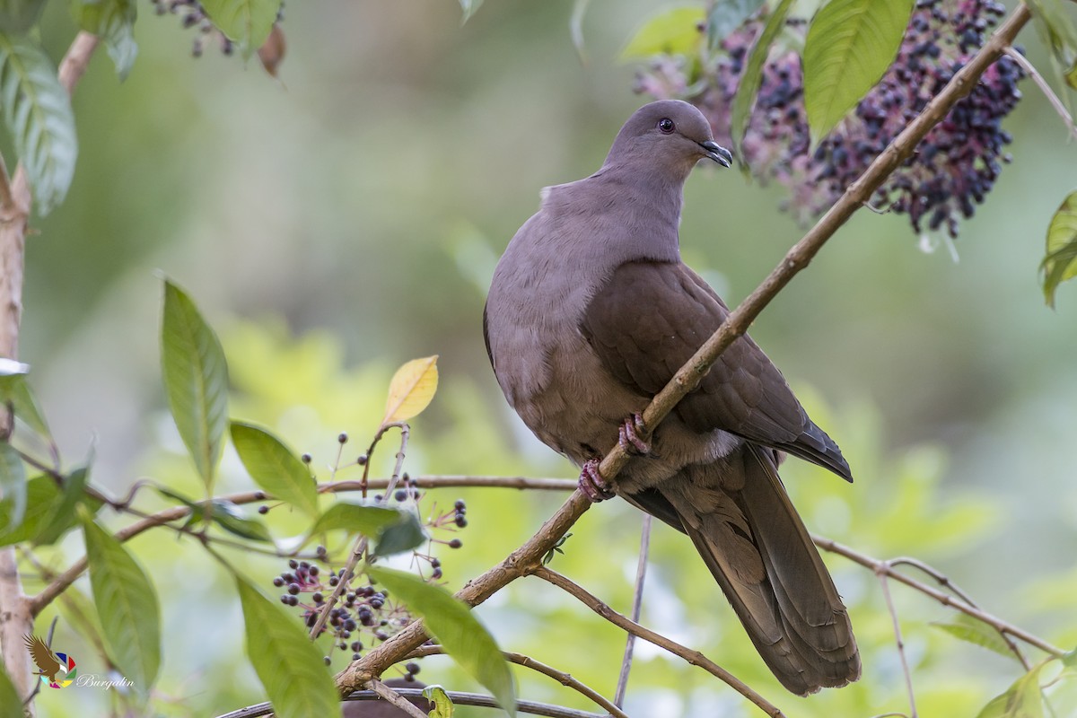 Ruddy Pigeon - ML148877521