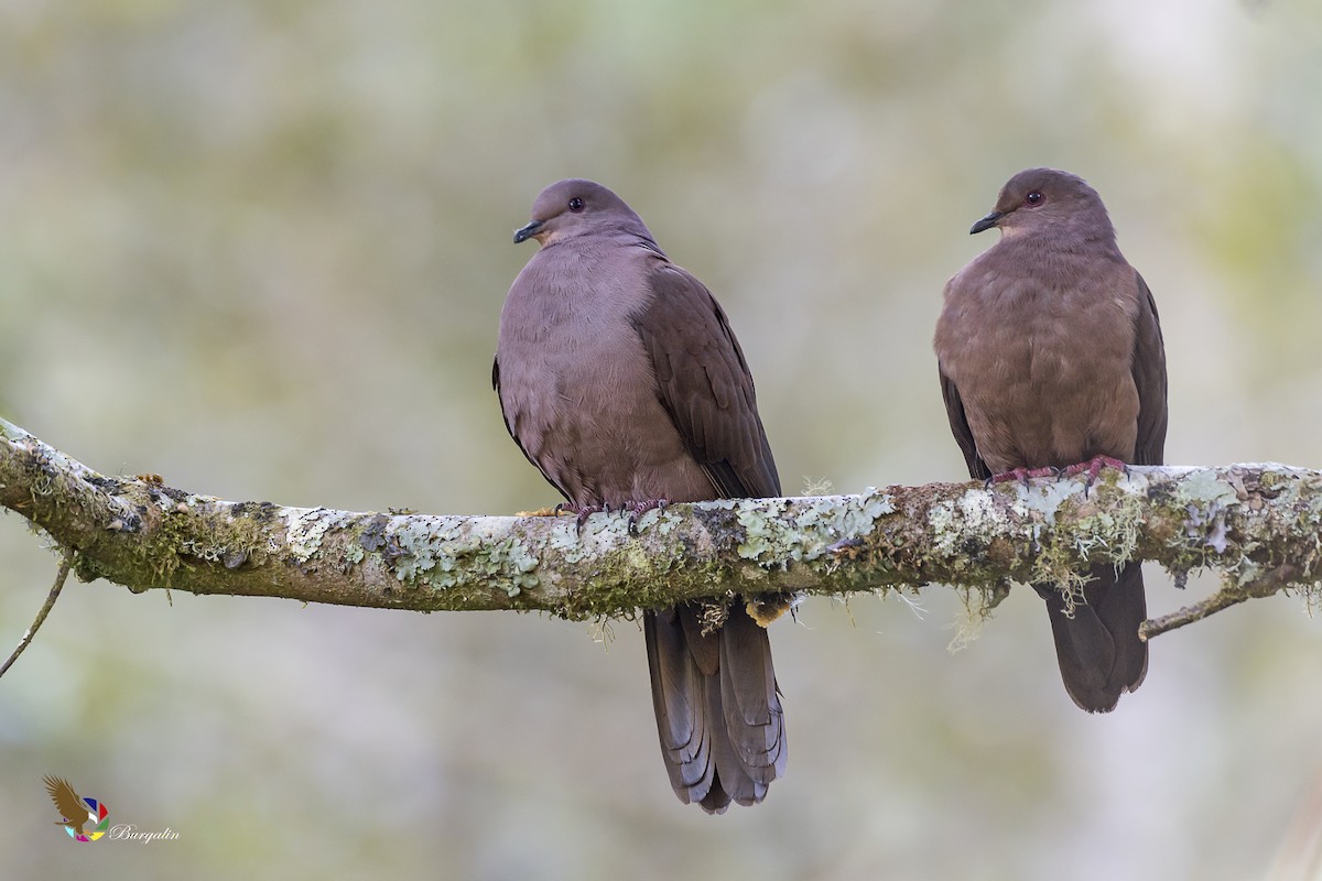 Pigeon vineux - ML148877541