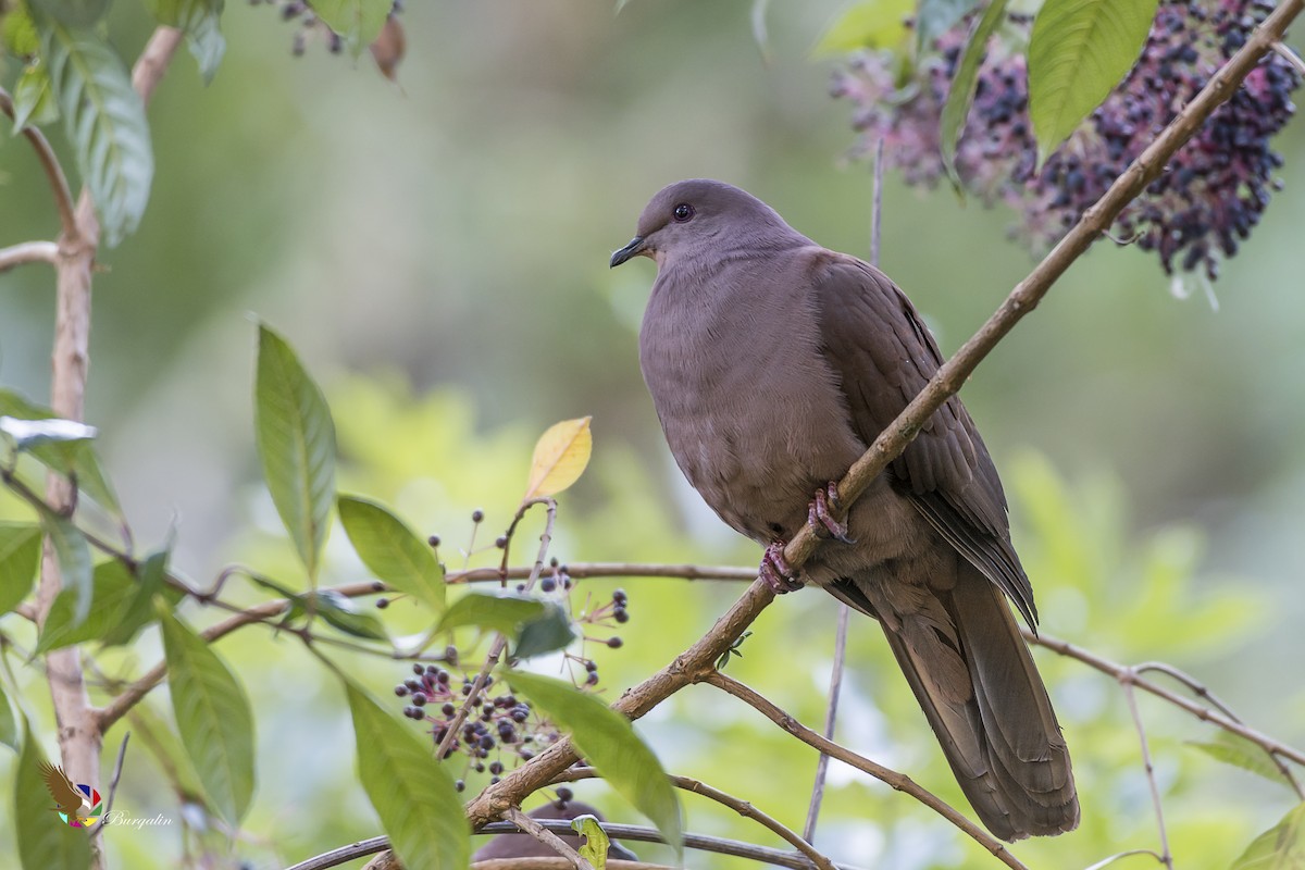 Ruddy Pigeon - ML148877591