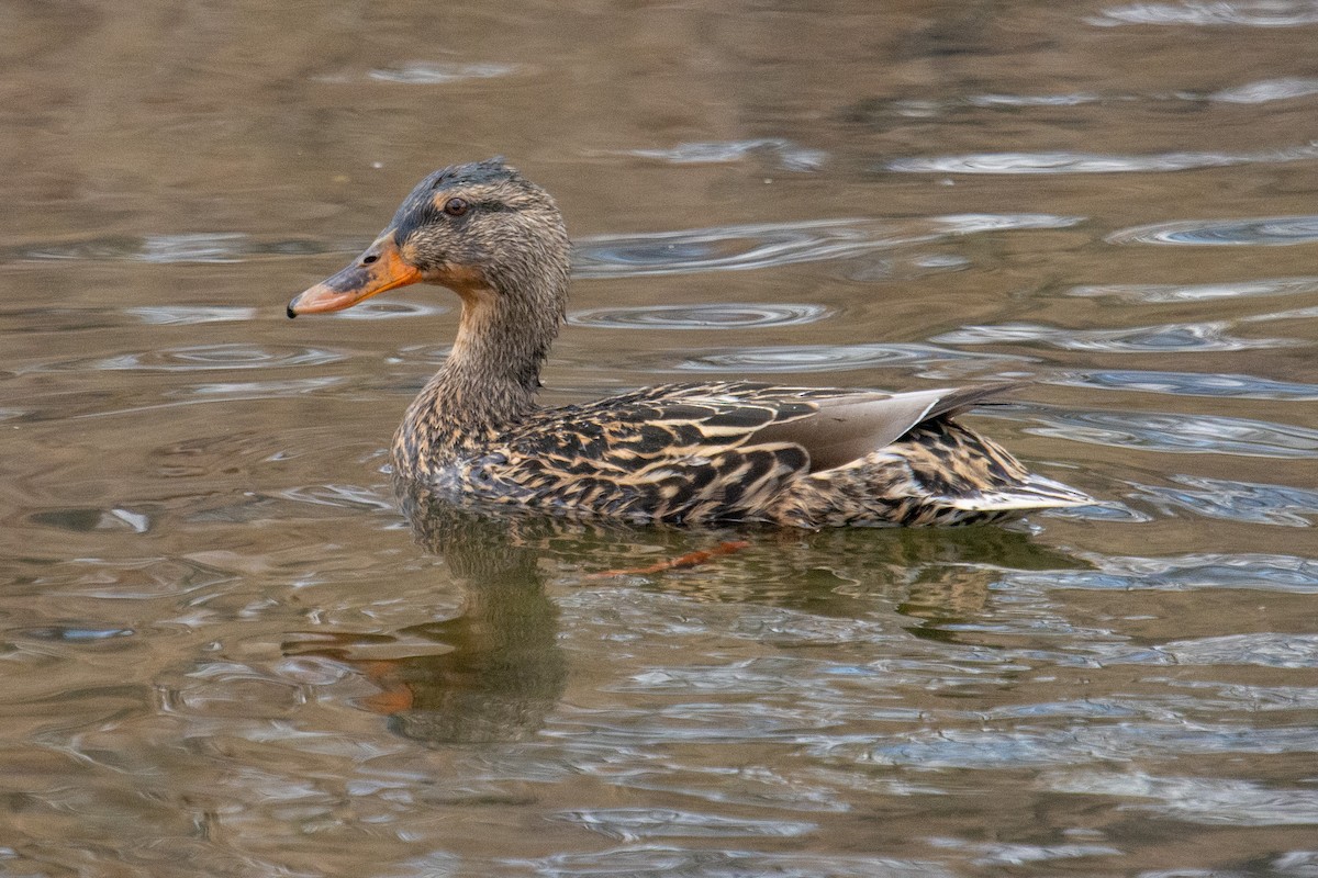 Mallard - Eric Seyferth