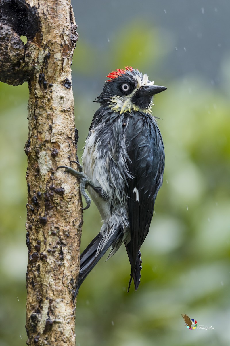 Acorn Woodpecker - ML148877911