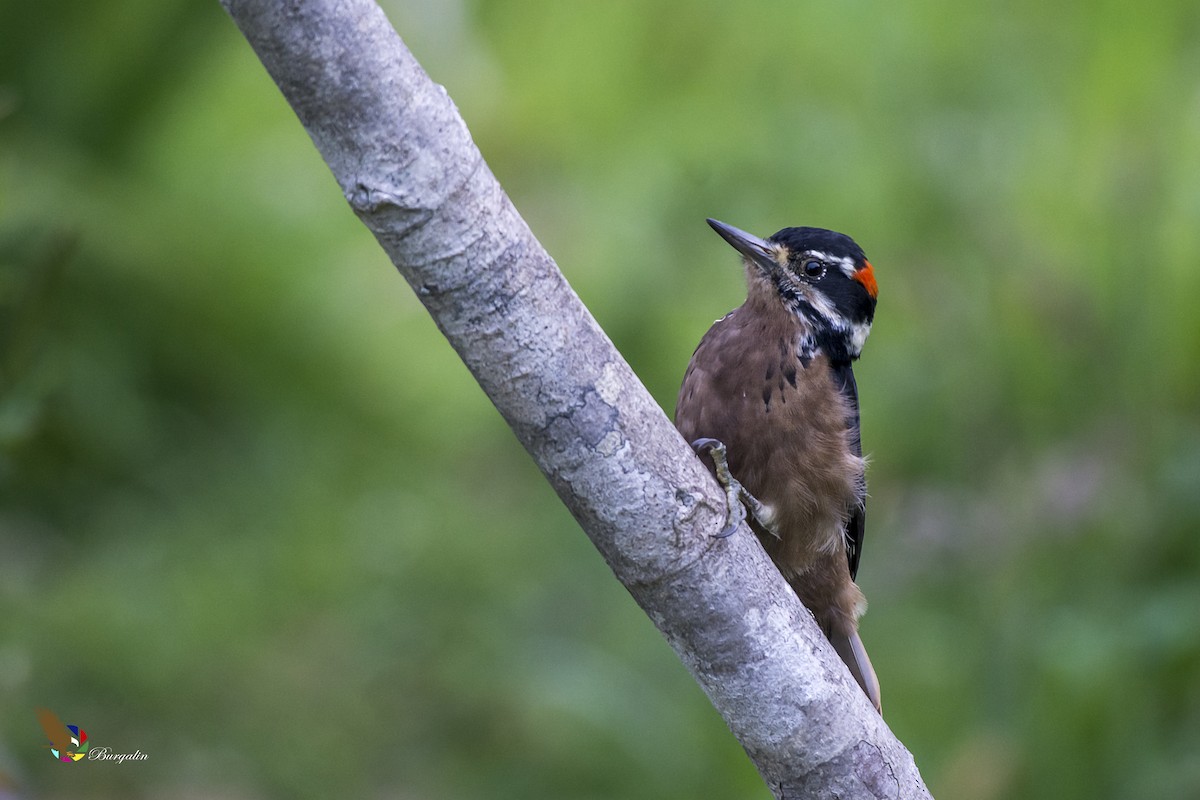 Hairy Woodpecker - ML148877951