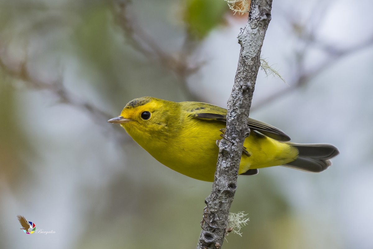 Wilson's Warbler - ML148878031