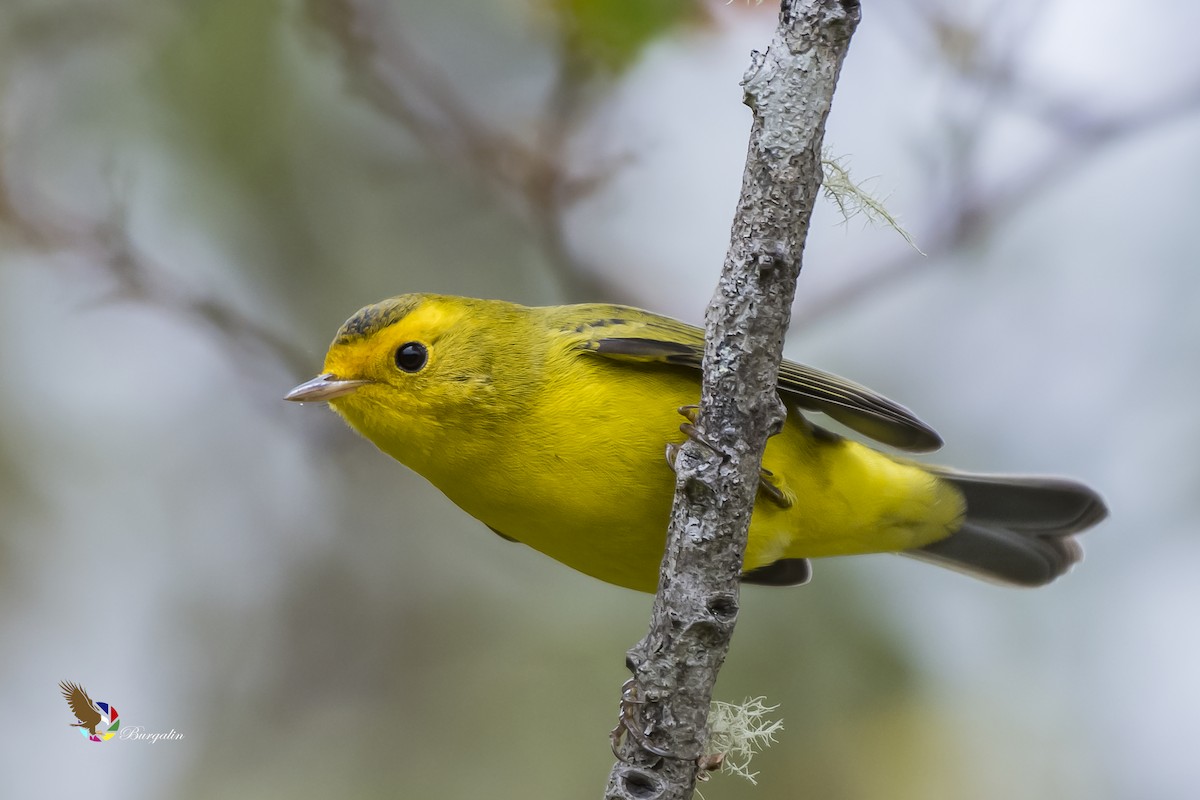 Wilson's Warbler - ML148878081