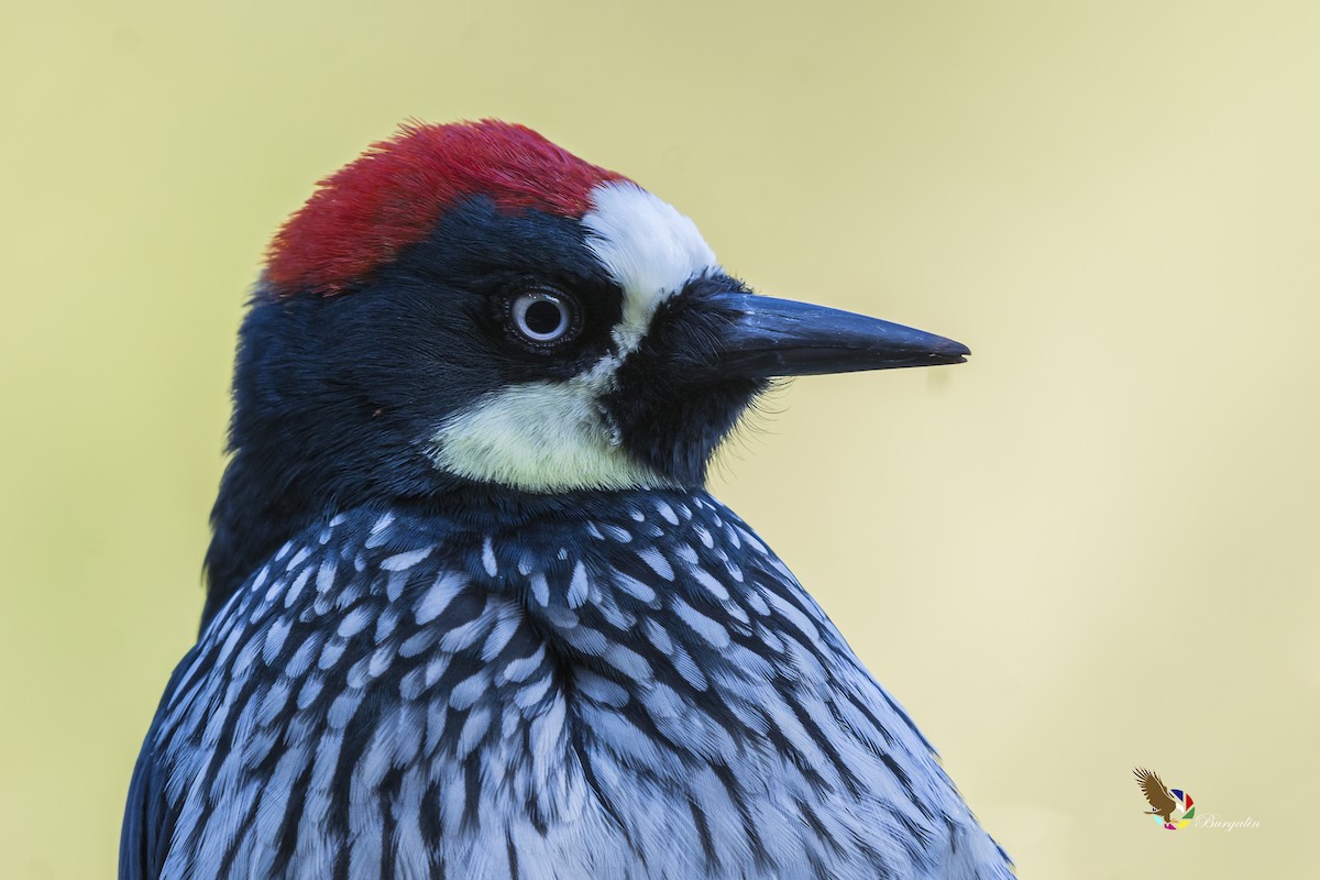 Acorn Woodpecker - ML148878141