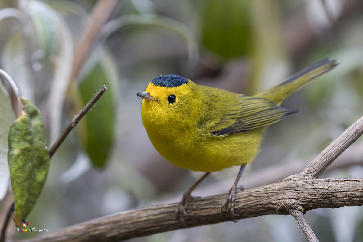 Wilson's Warbler - fernando Burgalin Sequeria