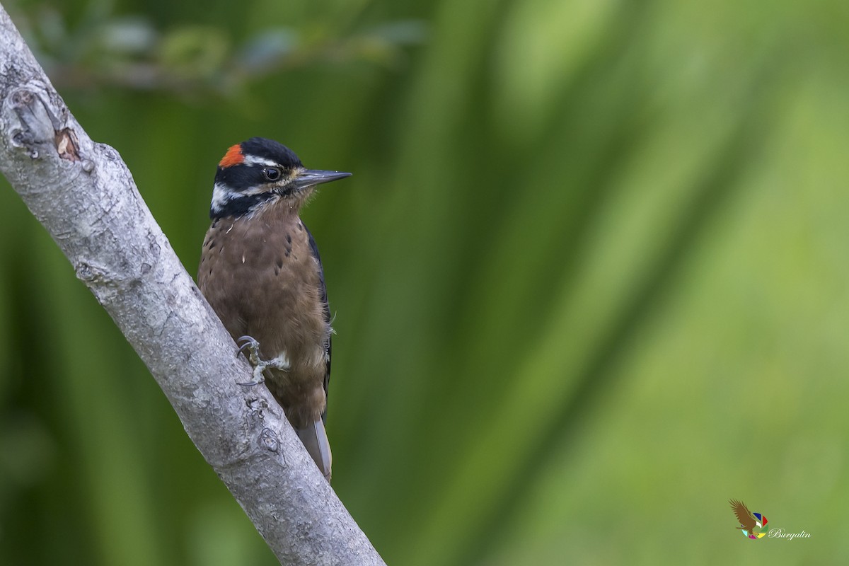 Hairy Woodpecker - ML148878201