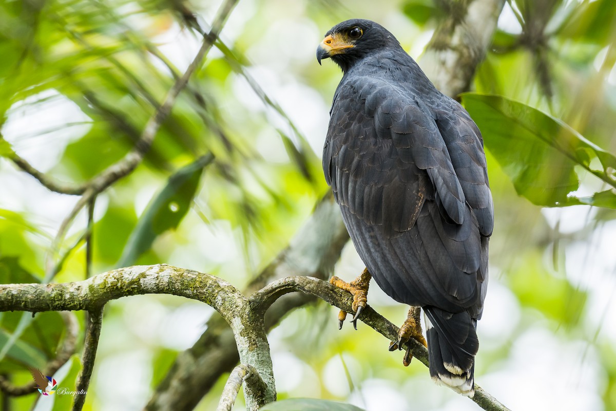 Common Black Hawk - Fernando Burgalin Sequeria