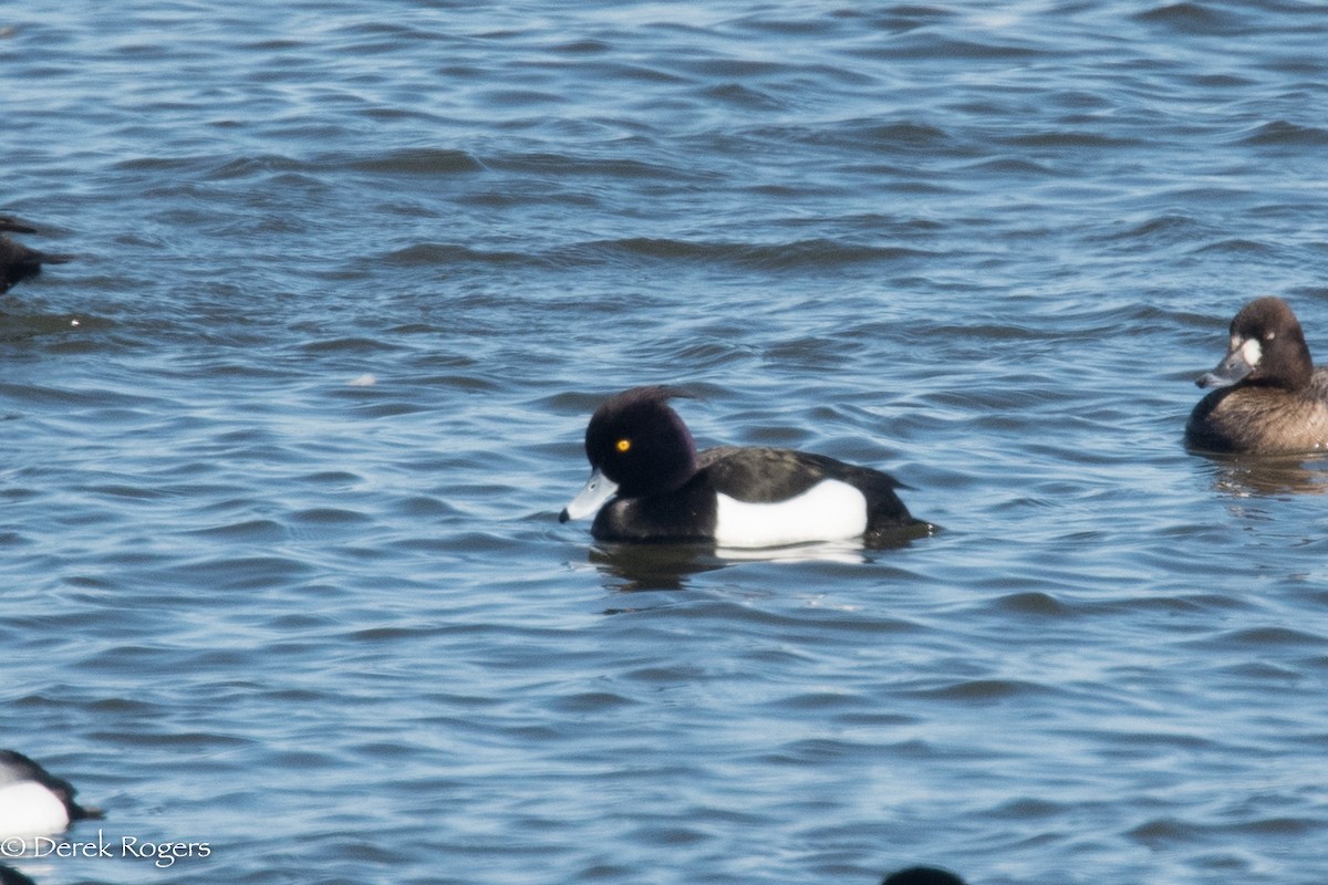 Tufted Duck - ML148882361