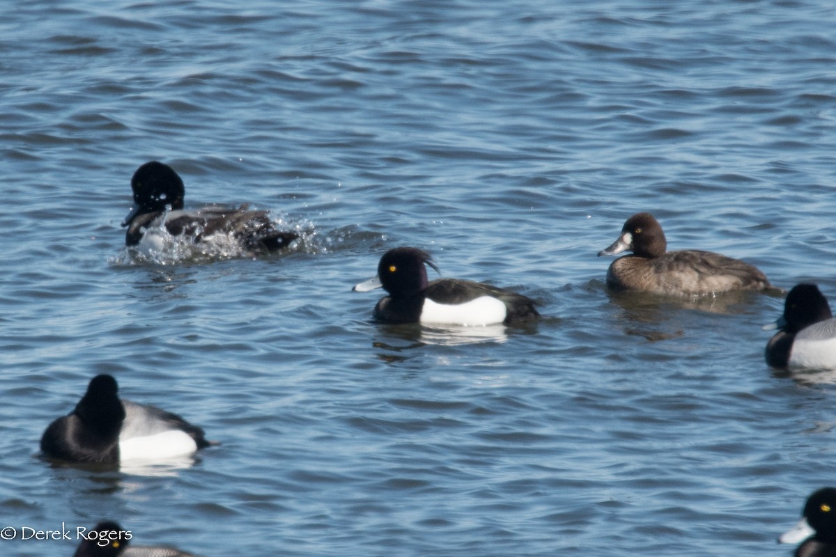 Tufted Duck - ML148882371