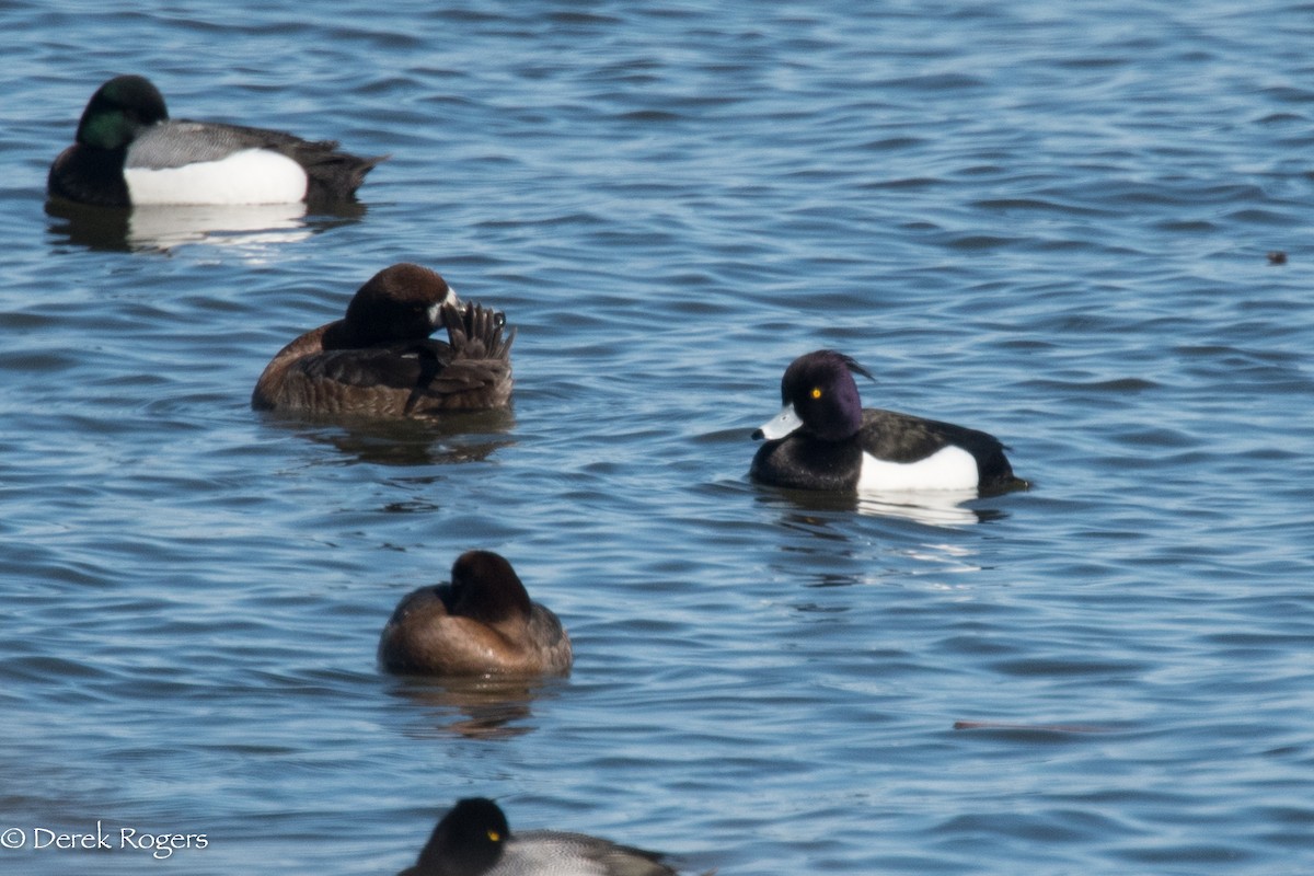 Tufted Duck - ML148882391