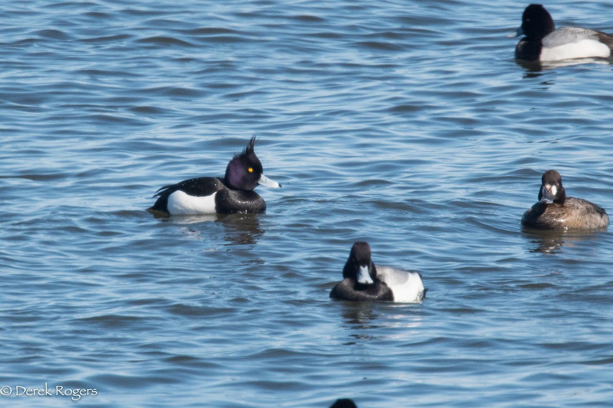 Tufted Duck - ML148882411