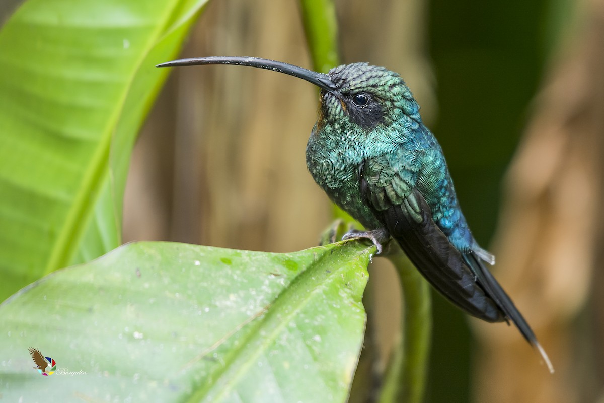 Green Hermit - Fernando Burgalin Sequeria