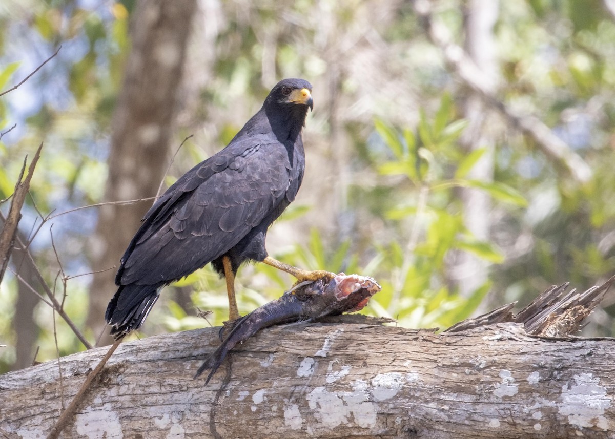 Common Black Hawk - Guillermo Saborío Vega