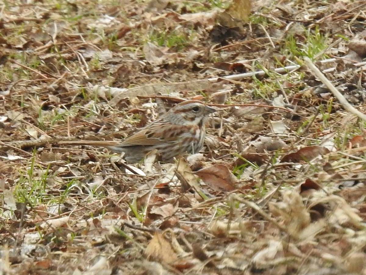 Song Sparrow - David Drews