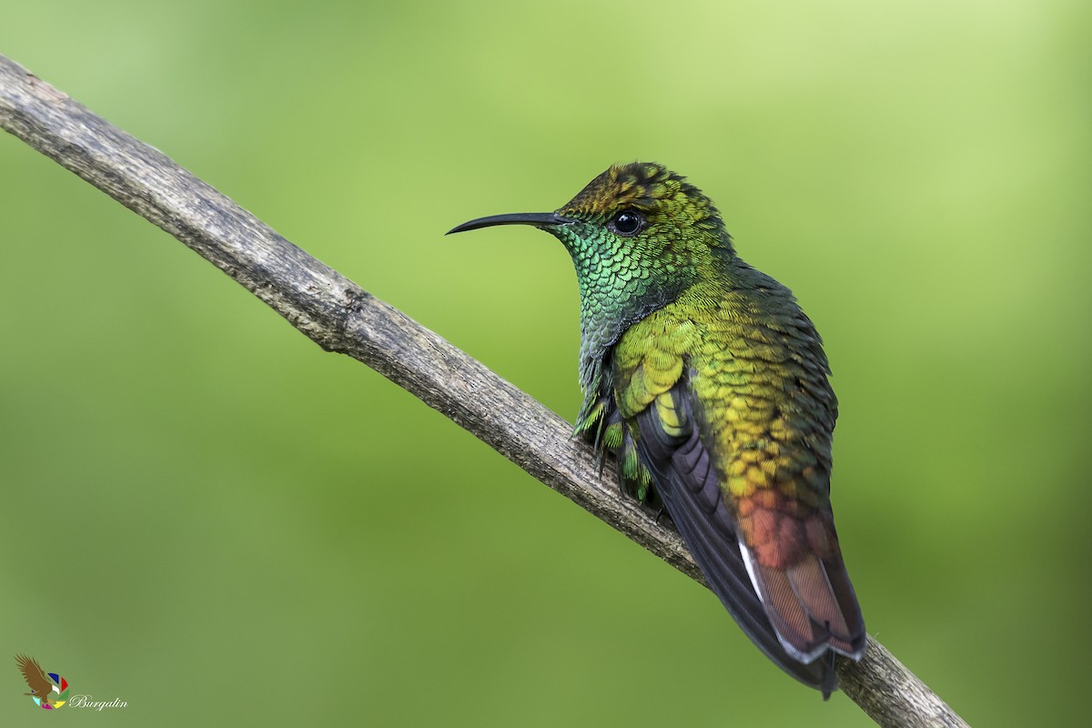 kolibřík měděnohlavý - ML148883911