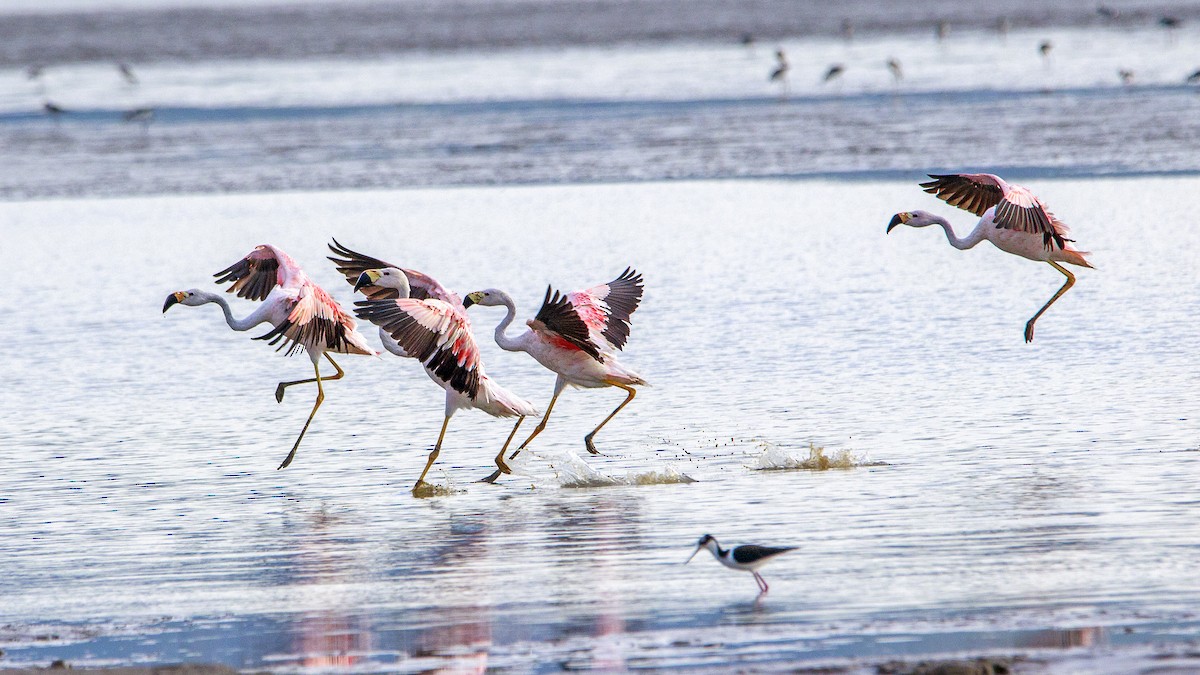 Andean Flamingo - Fernando Farias