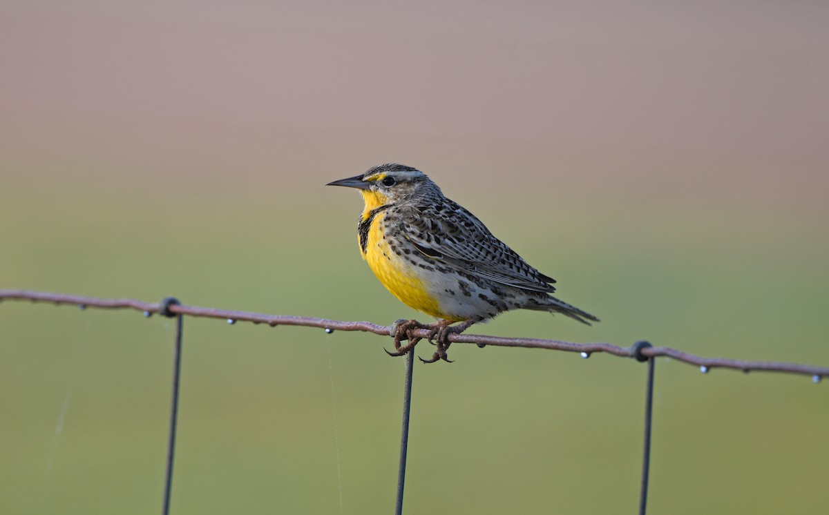 Eastern Meadowlark - ML148891011