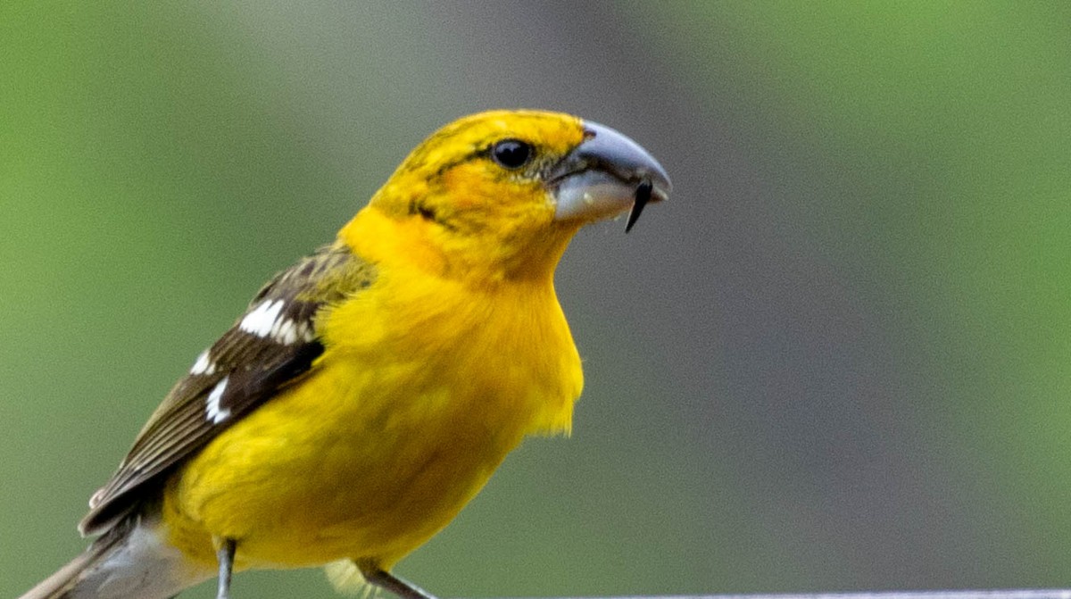 Yellow Grosbeak - ML148892221