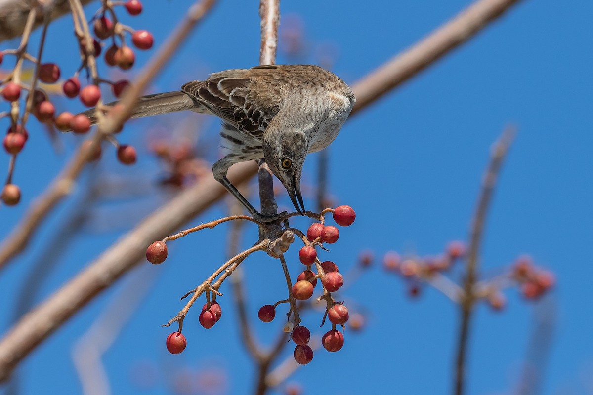 Bahama Mockingbird - ML148892261