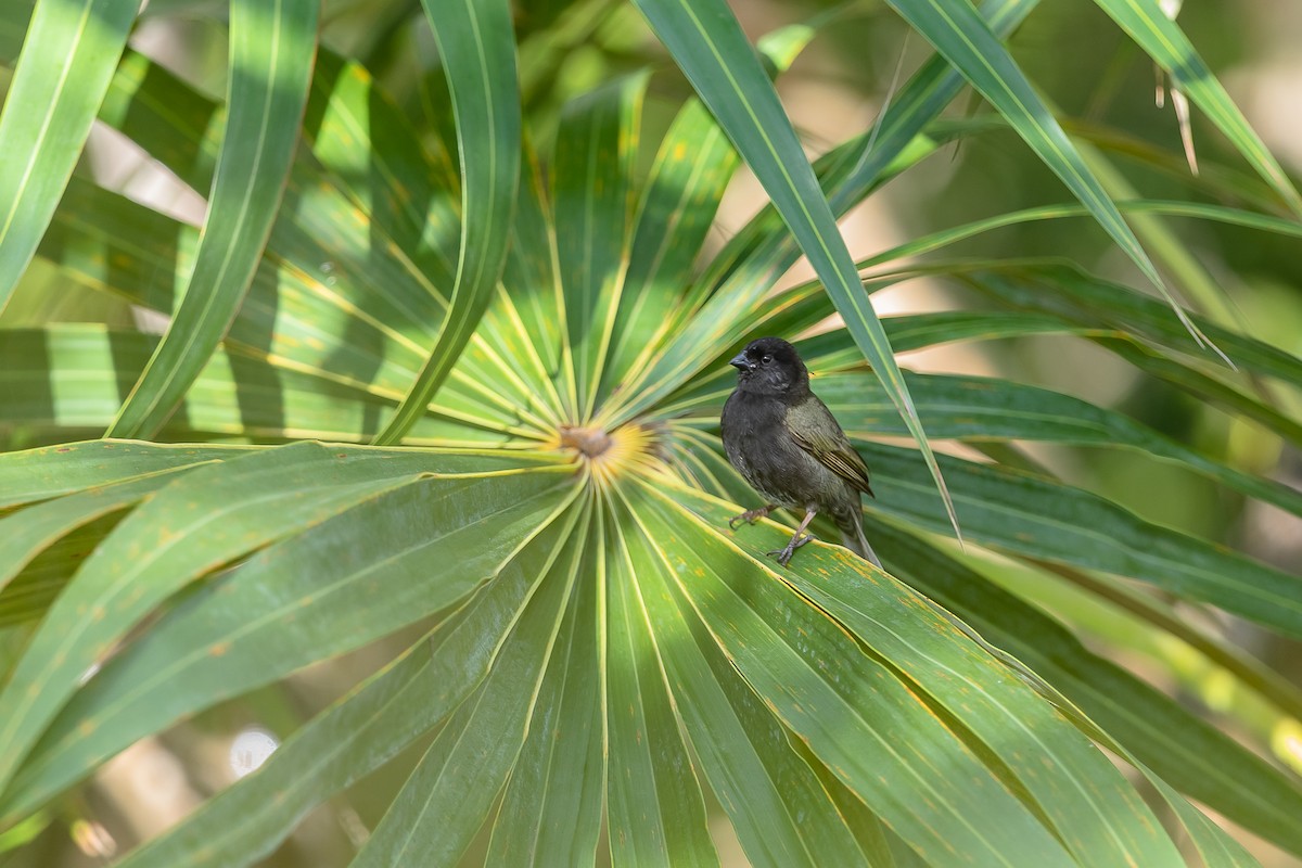 Black-faced Grassquit - ML148892811