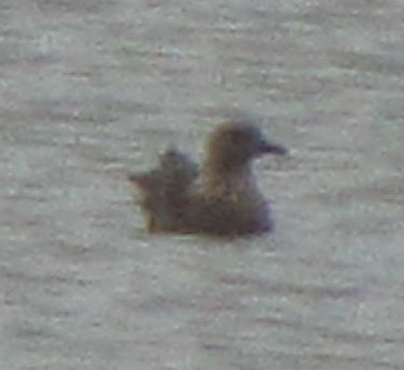 South Polar Skua - ML148895681