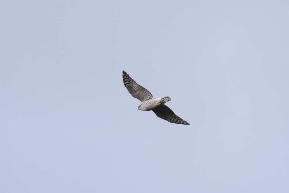 Eurasian Goshawk - ML148896481