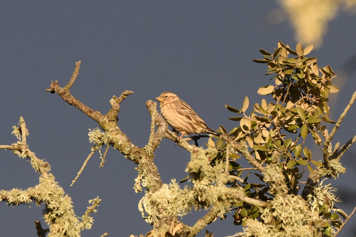 Rock Sparrow - ML148896551