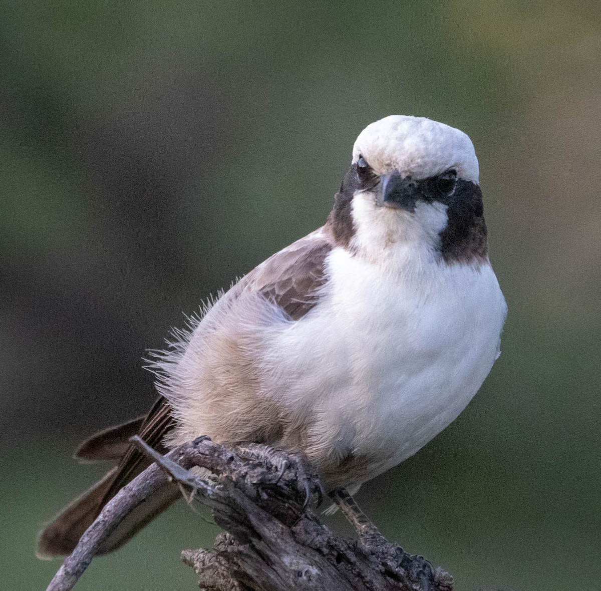 White-crowned Shrike - ML148896631