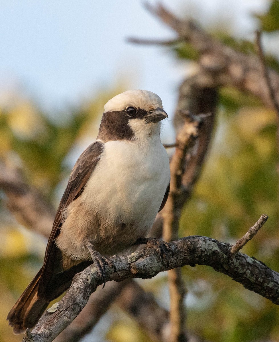 White-crowned Shrike - ML148896671