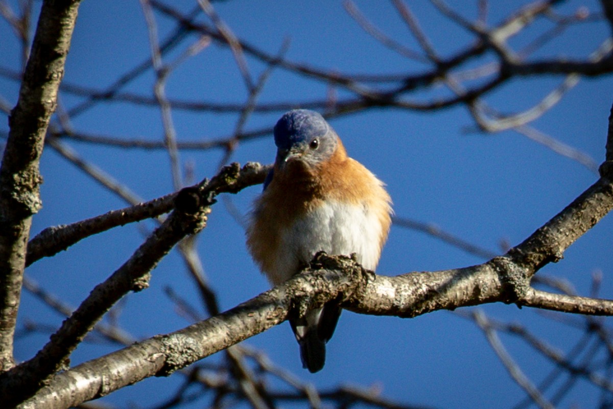 Eastern Bluebird - ML148896691