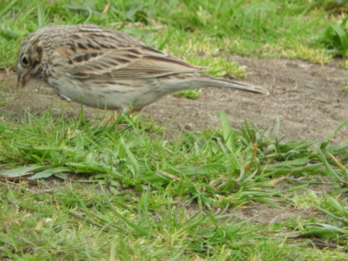 Vesper Sparrow - Duke Tufty